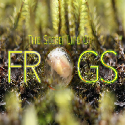 THE SECRET LIFE OF FROGS